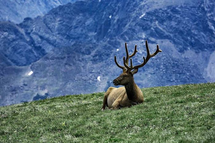 An elk relaxing on a mountaintop in Rocky Mountain National Park.