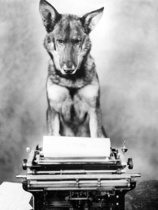 Rin Tin Tin