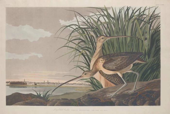 Long-Billed Curlew