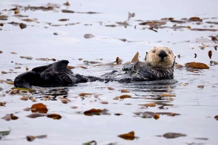 A photo of a sea otter floating in the water
