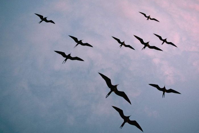 A group of frigatebirds silhouetted against a sunset