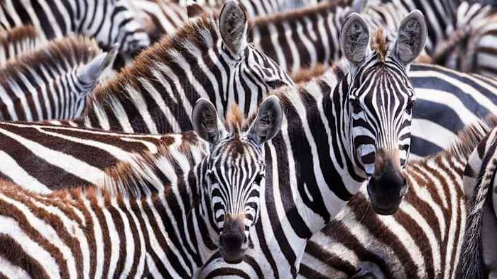 How well-acquainted are you with zebras?