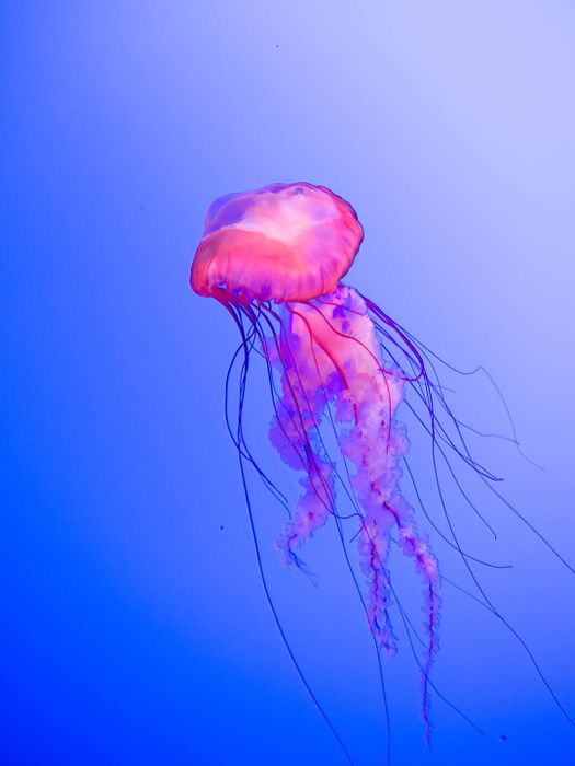 A pink jellyfish against a blue background