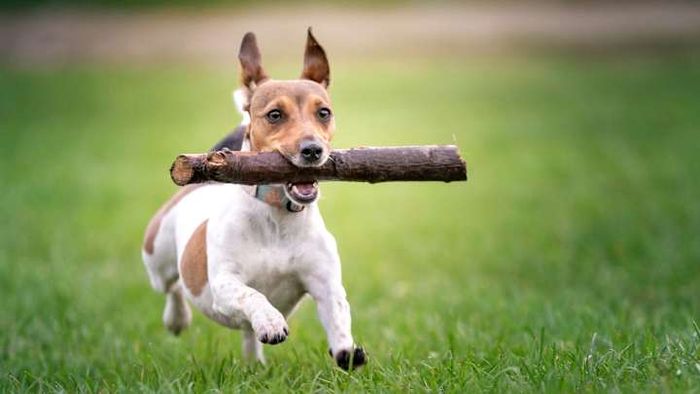 Speak gently but proudly carry a large stick.