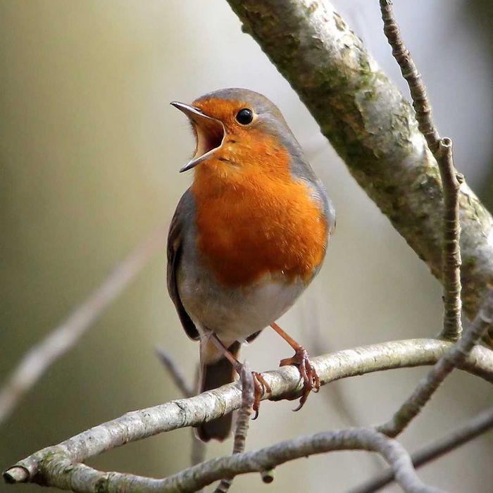 A European robin perched on a branch with its beak open