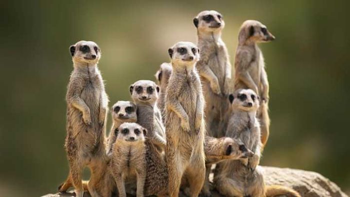 Meerkats may look feline, but they are not cats.