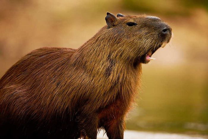 image of a capybara yawning