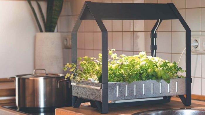 Steps to Launching Your Hydroponic Garden
