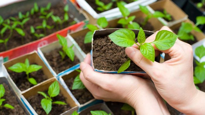 Start with easy gardening tasks if you’re inexperienced