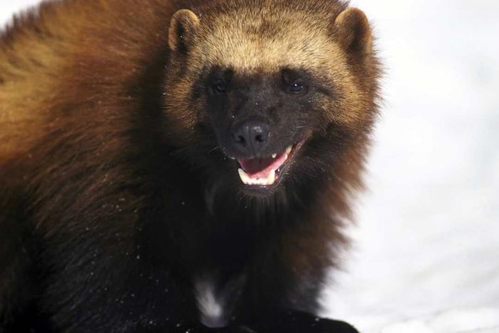 A wolverine with its mouth open, standing in the snow