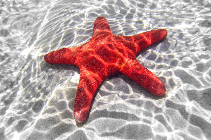 A red starfish resting on light-colored sand