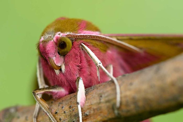 A close-up view of an elephant hawkmoth.