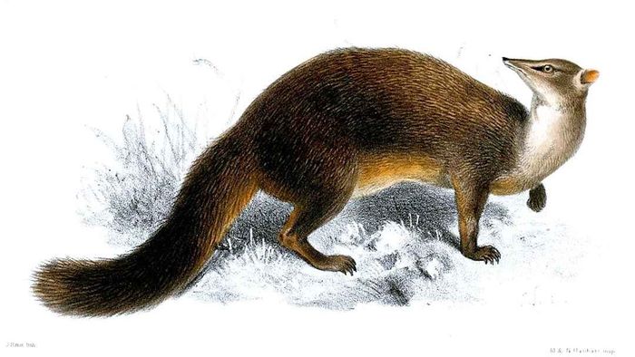 A depiction of a falanouc.