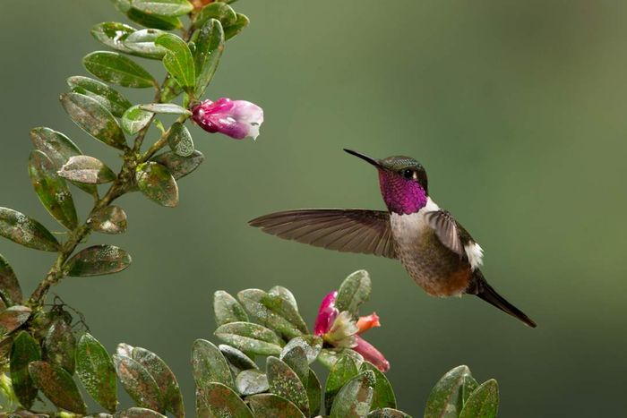 A Magenta-throated Woodstar (Calliphlox bryantae) feeding on flowers