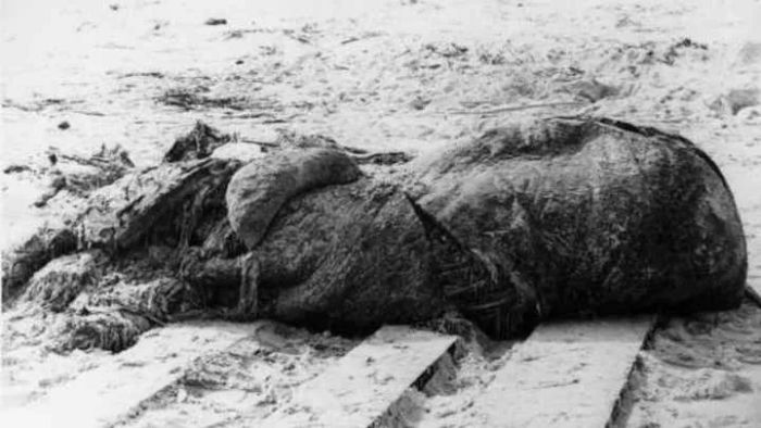 In 1896, the St. Augustine globster was discovered on the shore.