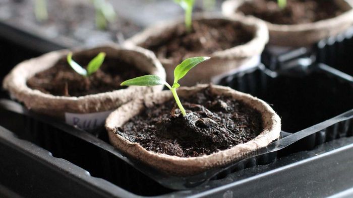 10 Key Steps to Create Your Dream Garden This Year