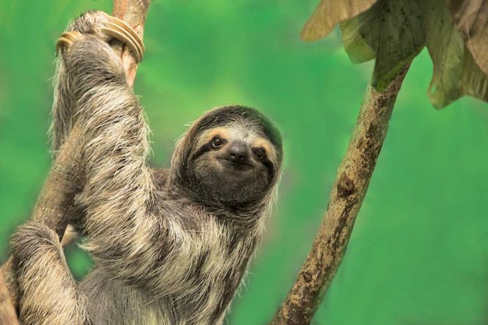 A three-toed sloth resting on a tree amidst lush greenery