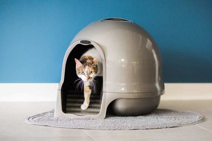 Top Litter Box for Senior Cats: Petmate Booda Clean Step Cat Litter Box Dome