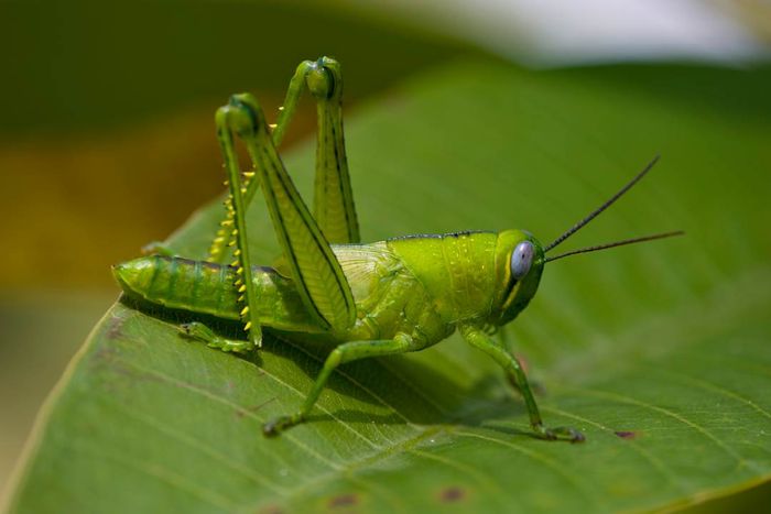 A green grasshopper perched on a green leaf