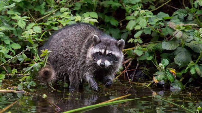 A raccoon standing in water