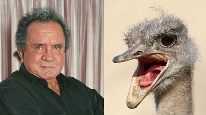Johnny Cash faced a perilous confrontation with an aggressive ostrich.