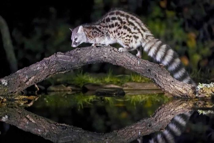 A European or common genet perched on a log above a pond