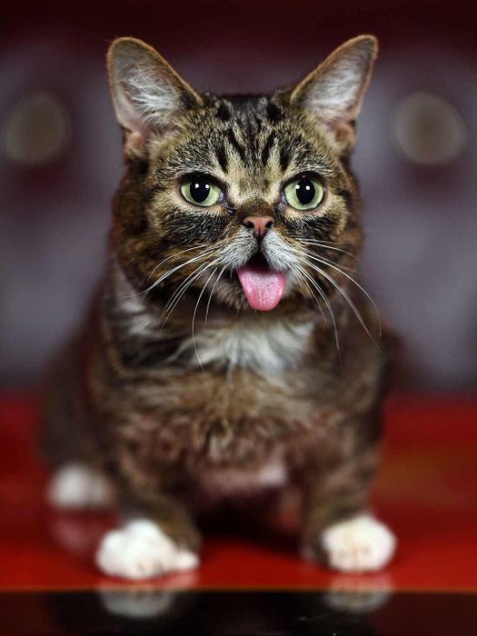 Lil BUB