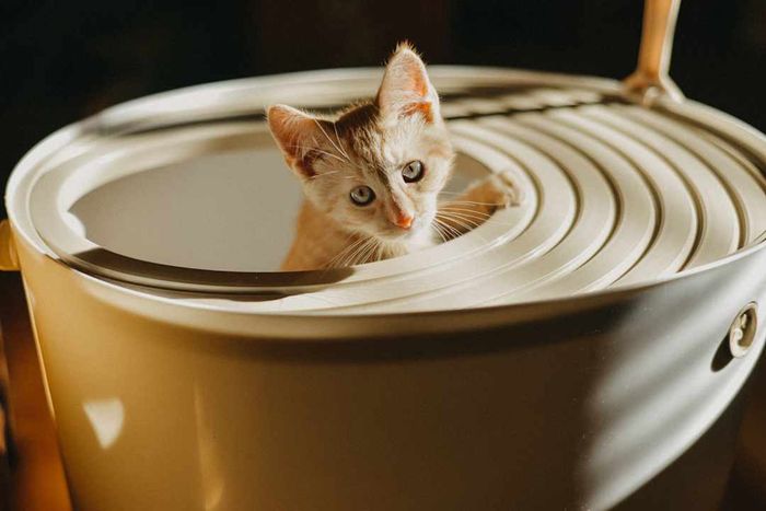 A tabby cat using a top-entry litter box.