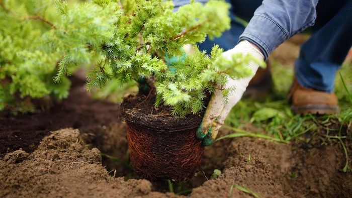 Prune trees and shrubs, and separate perennial plants