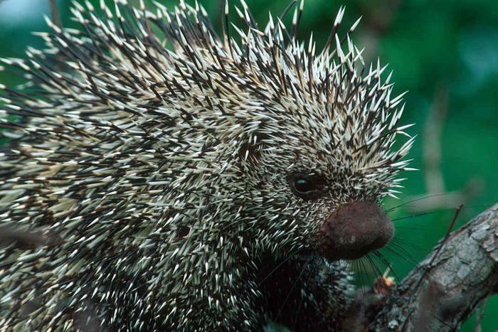 A Brazilian tree porcupine