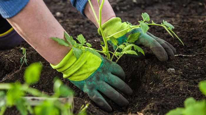 Ensure your soil is ready well in advance