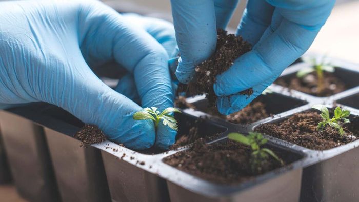 Learn the best times to plant and harvest