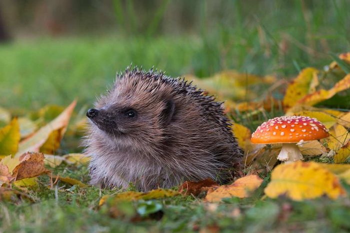 A hedgehog beside a toadstool