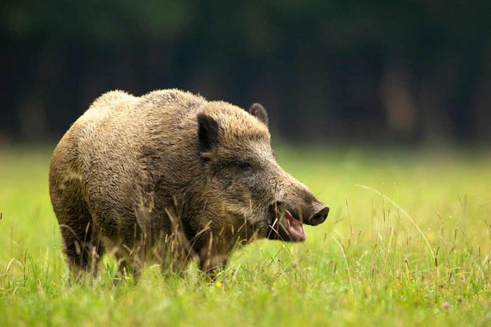 A wild boar standing in the grass