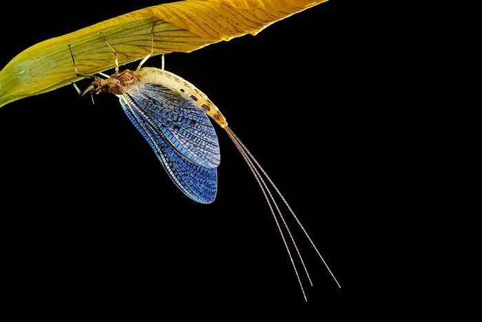 A mayfly resting on a leaf