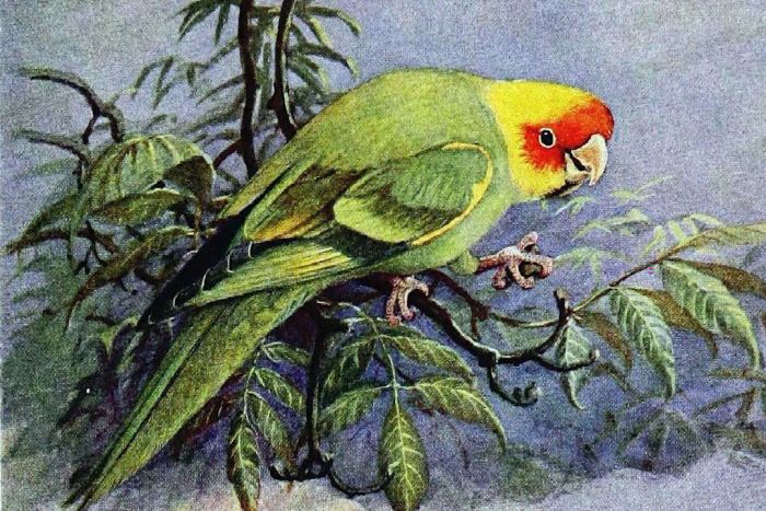 A 1930s depiction of a Carolina parakeet.