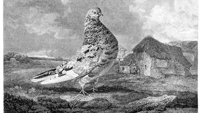 Vintage engraving from 1825 of the Racing Pigeon Almond Tumbler