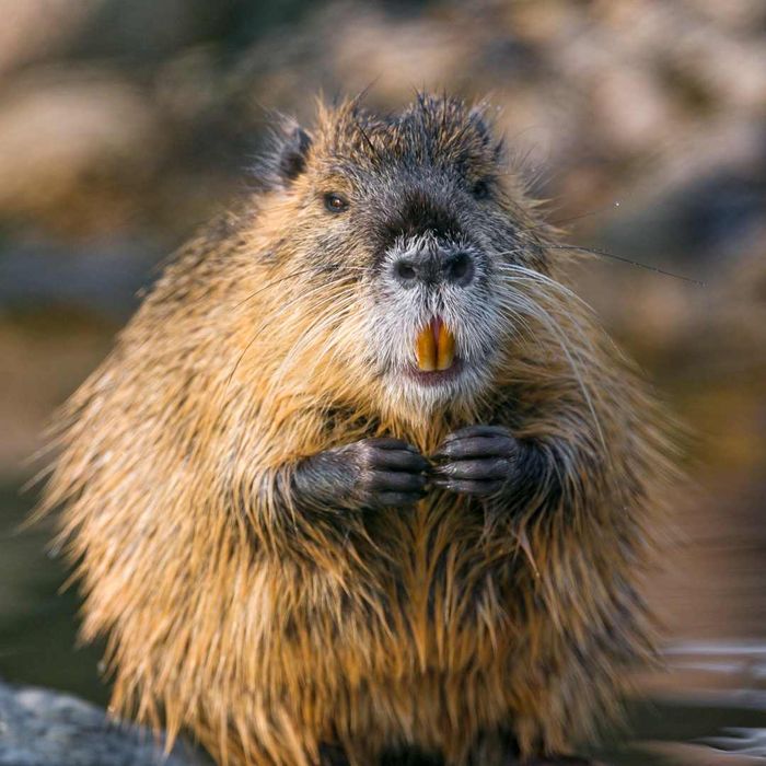 image of a nutria