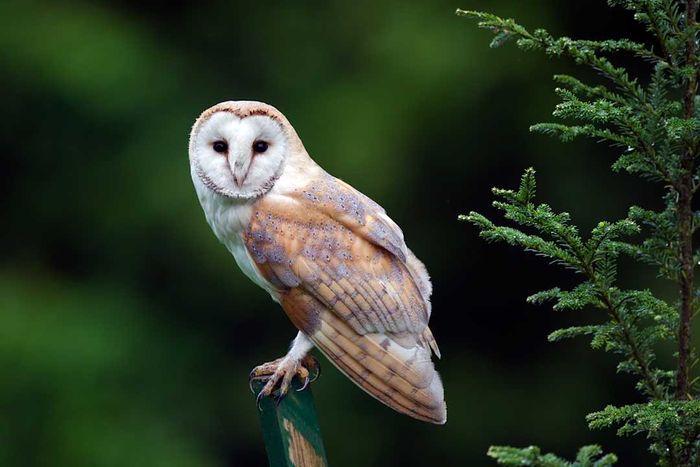 A barn owl perched on a post