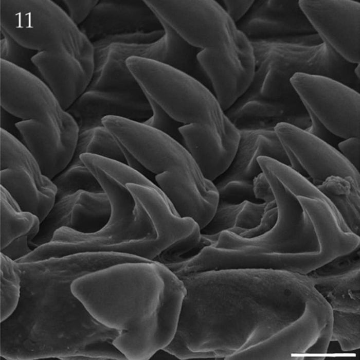 Detailed view of a snail's radula