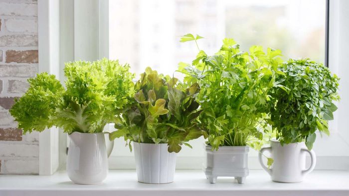 Initiate the growth of seeds inside your home
