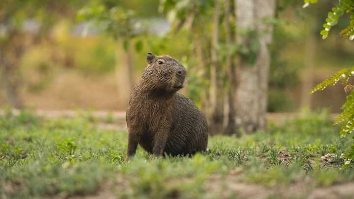 Capybaras in Florida are known for being quite hard to spot.