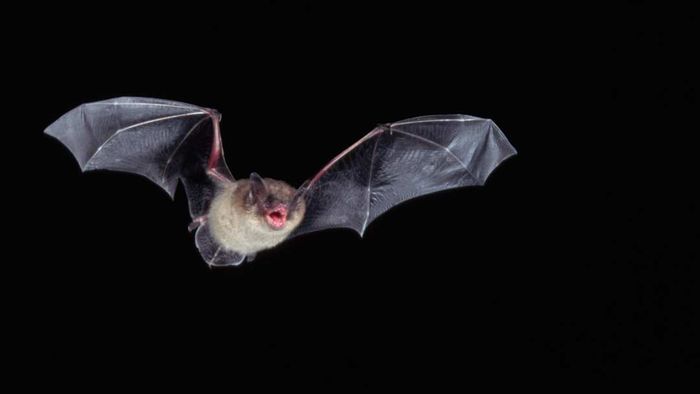 A little brown bat in mid-flight