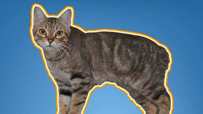 Contrary to popular belief, not every Manx cat is completely tailless.