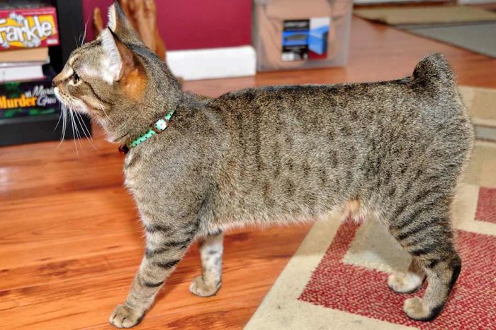 A Manx cat known as a “rumpy riser”
