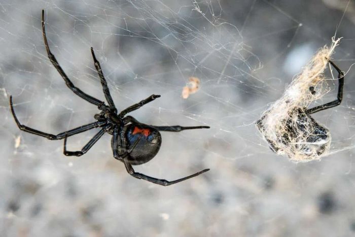 A black widow spider with the remains of another spider in her web.