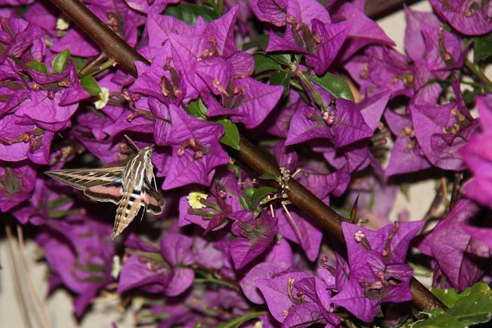 White-lined sphinx moth