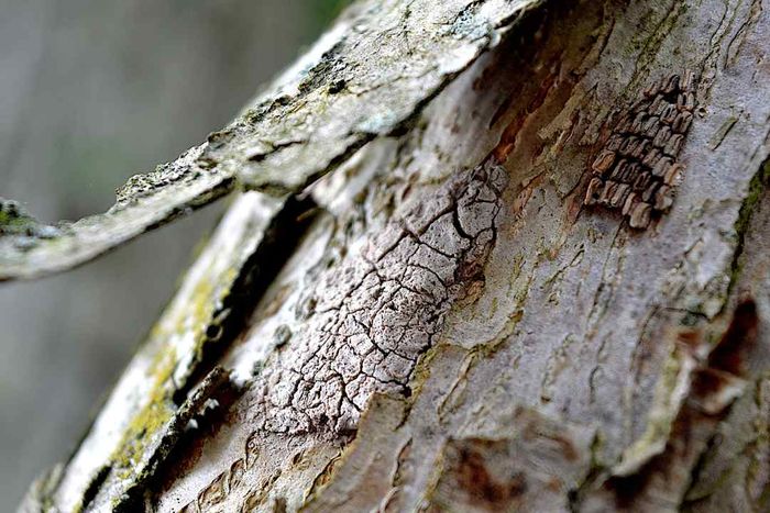 Spotted lanternfly eggs on a tree.