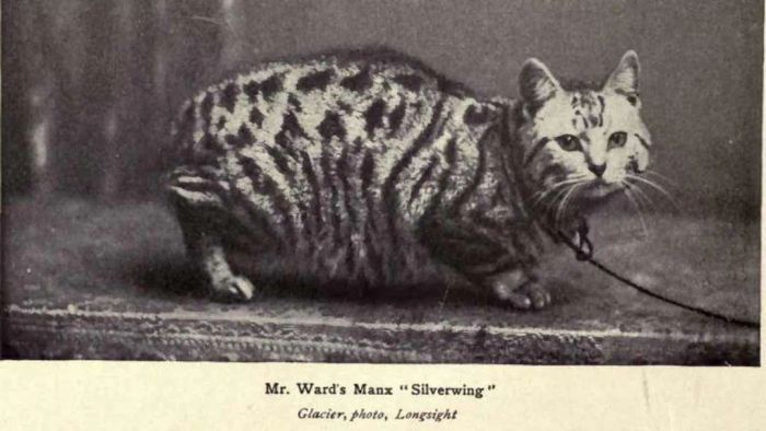 A photograph from 1902 capturing a champion Manx cat.