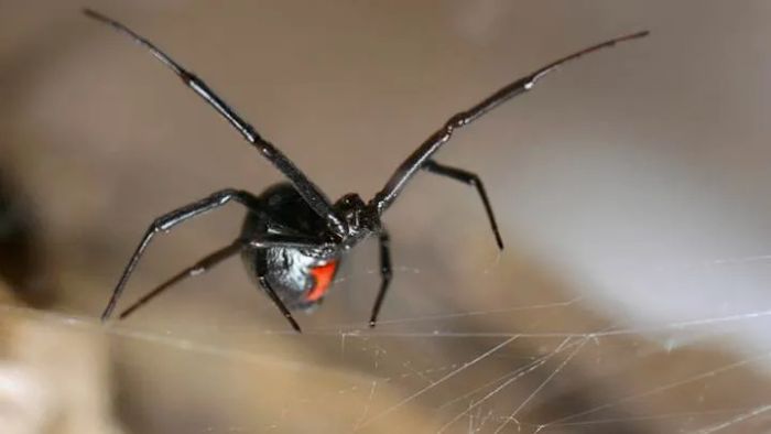 Female black widow spiders are easily recognized by their distinctive hourglass marking.